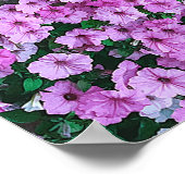 Elegant roze Floral Daisies acrylwerk | Poster (Hoek)