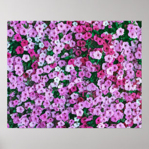 Elegant roze Floral Daisies acrylwerk   Poster