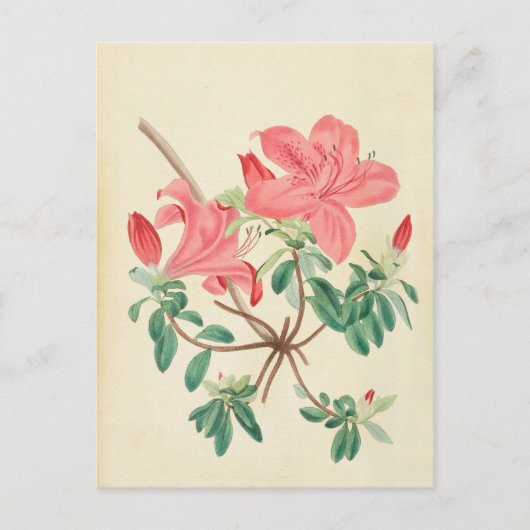 Elegant  roze floreel briefkaart (Voorkant)
