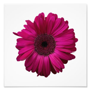 Elegant roze Gerbera Daisy Foto afdrukken