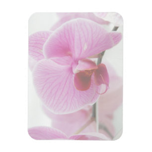 Elegant roze orchidee foto magneet