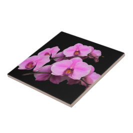 Elegant roze orchideeën Phalaenopsis op zwart Tegeltje
