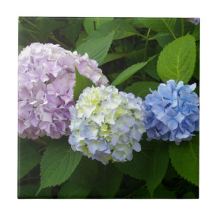 elegant roze paarse blauw Hydrangeas Tegeltje