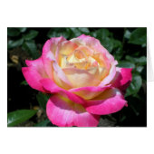 Elegant roze Rose (Voorkant Horizontaal)