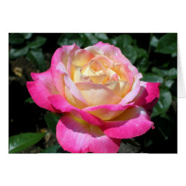 Elegant roze Rose