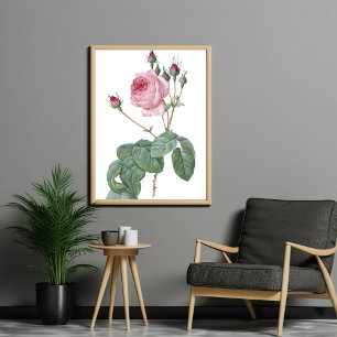 Elegant  Roze Rose Botanische Kunst Poster