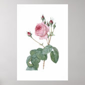 Elegant  Roze Rose Botanische Kunst Poster (Voorkant)