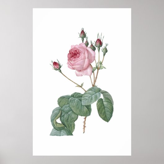 Elegant Roze Rose Botanische Kunst Poster (Voorkant)