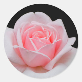 Elegant roze Rose Floral Ronde Sticker