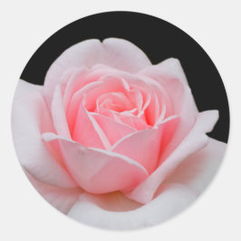 Elegant roze Rose Floral Ronde Sticker