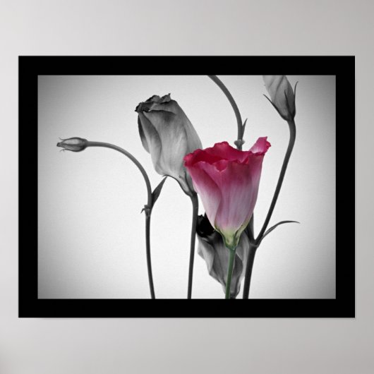 Elegant roze Rose Poster (Voorkant)