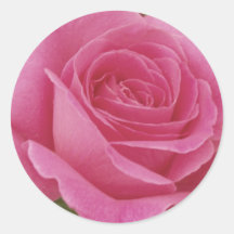 Elegant roze Rose
