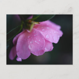 Elegant roze roze gaat dicht bij Dew Feestdagenkaart