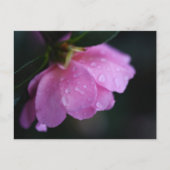 Elegant roze roze gaat dicht bij Dew Feestdagenkaart (Voorkant)