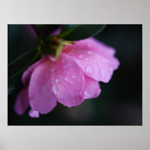 Elegant roze roze gaat dicht bij Dew