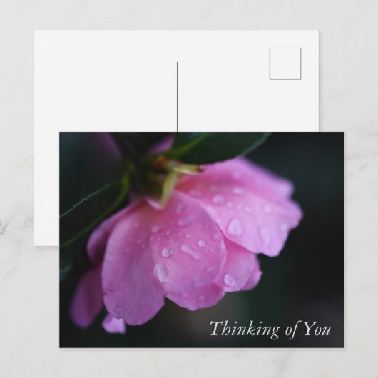 Elegant roze roze gaat dicht bij het diep denken v feestdagenkaart (Voorkant / Achterkant)