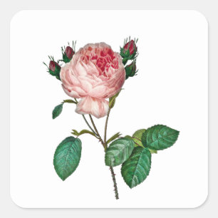 Elegant roze roze stickers