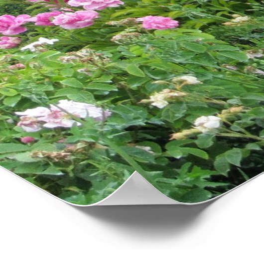 Elegant roze rozen poster (Hoek)