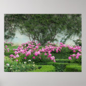 Elegant roze rozen poster (Voorkant)
