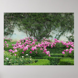 Elegant roze rozen poster