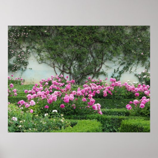 Elegant roze rozen poster (Voorkant)