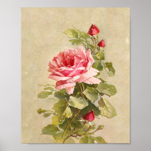 Elegant  roze rozen poster