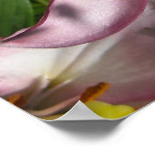 Elegant roze tijgelilies poster (Hoek)