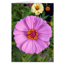 Elegant roze Zinnia Bloem Blank Kaart