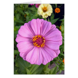Elegant roze Zinnia Bloem Blank Kaart