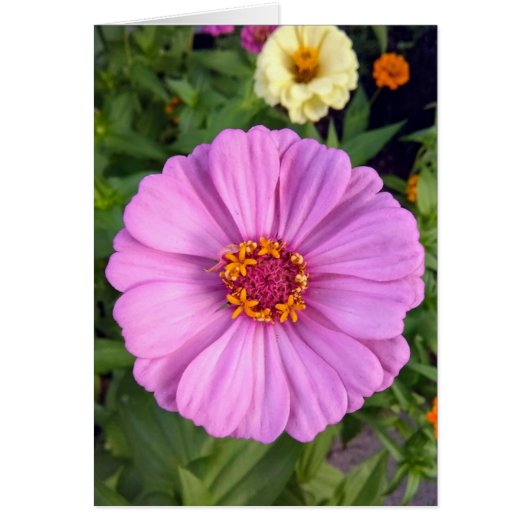 Elegant roze Zinnia Bloem Blank Kaart (Voorkant)