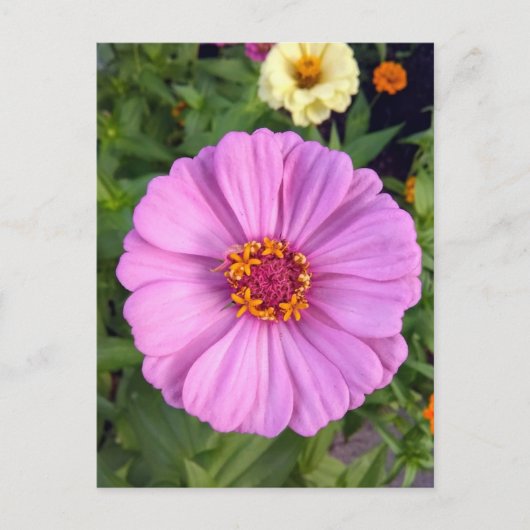 Elegant roze Zinnia Flower Briefkaart (Voorkant)