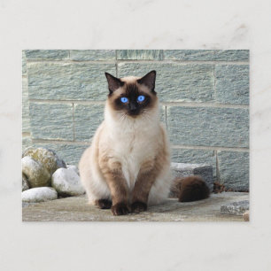 Elegant Siamese Cat Photo Briefkaart