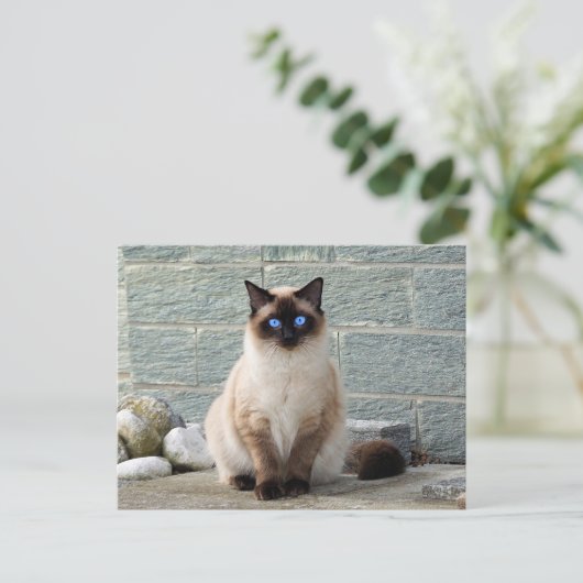 Elegant Siamese Cat Photo Briefkaart (Staand voorkant)