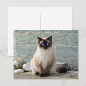 Elegant Siamese Cat Photo Briefkaart (Voorkant / Achterkant)