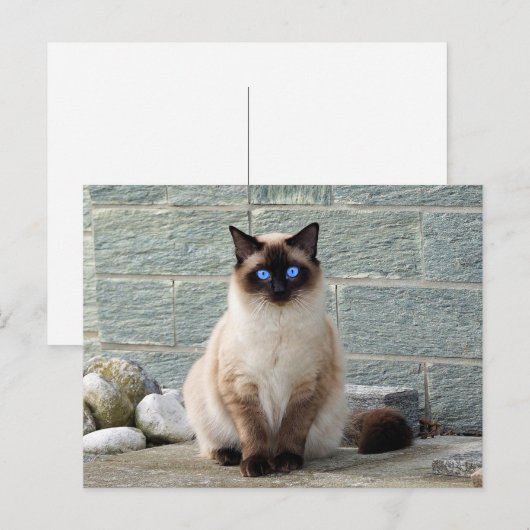 Elegant Siamese Cat Photo Briefkaart (Voorkant / Achterkant)