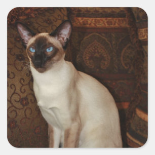 Elegant Siamese Cat Vierkante Sticker