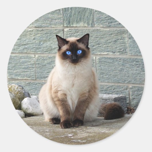 Elegant Siamese Kat Foto Classic Round Sticker (Voorkant)