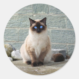 Elegant Siamese Kat Foto Classic Round Sticker
