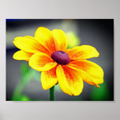 Elegant Single Yellow OrangeDahlia Flower Poster (Voorkant)