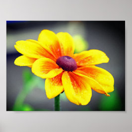 Elegant Single Yellow OrangeDahlia Flower Poster