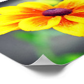 Elegant Single Yellow OrangeDahlia Flower Poster (Hoek)