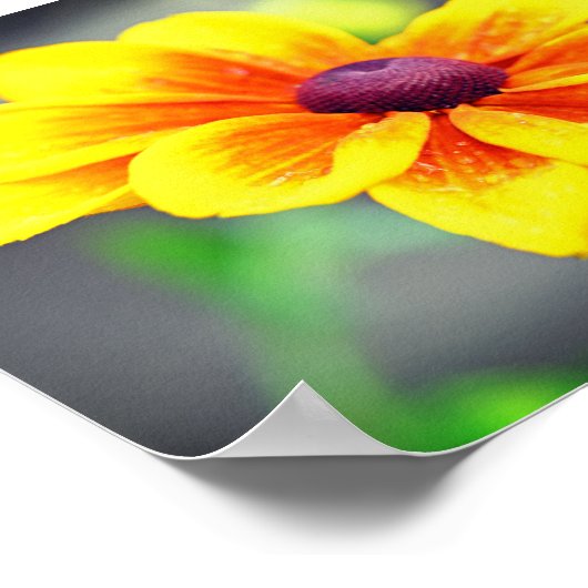 Elegant Single Yellow OrangeDahlia Flower Poster (Hoek)