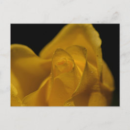 Elegant Single Yellow Rose close up Feestdagenkaart