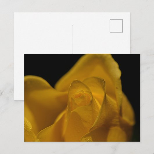 Elegant Single Yellow Rose close up Feestdagenkaart (Voorkant / Achterkant)