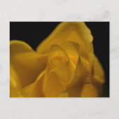 Elegant Single Yellow Rose close up Feestdagenkaart (Voorkant)