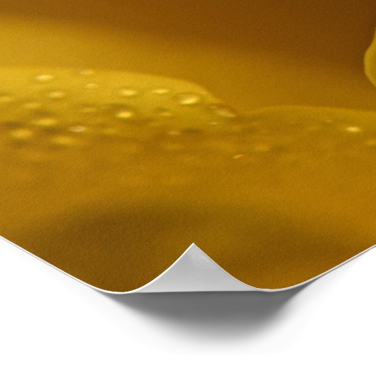 Elegant Single Yellow Rose close up Poster (Hoek)