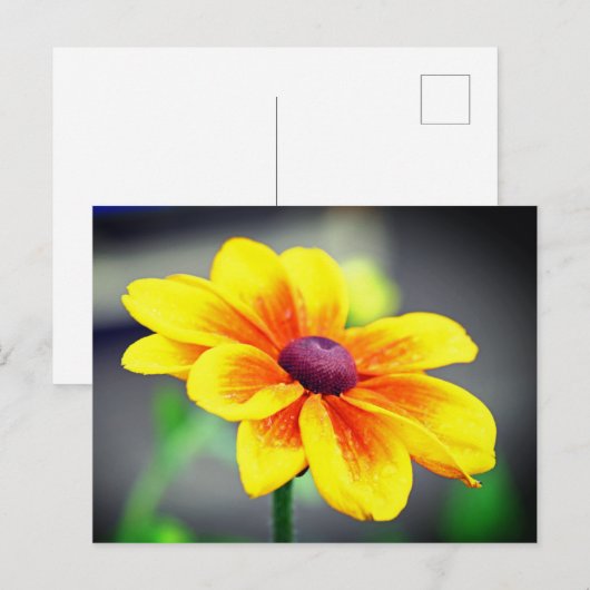 Elegant Single Yellow Sinaasappel Dahlia Flower Feestdagenkaart (Voorkant / Achterkant)