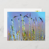 Elegant, Soothing, Dew Drop Botanical Briefkaart (Voorkant / Achterkant)