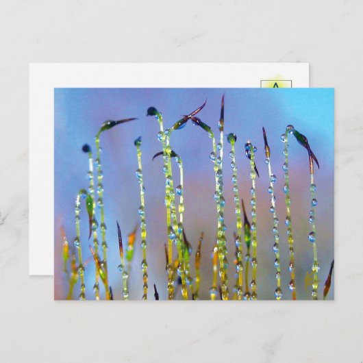Elegant, Soothing, Dew Drop Botanical Briefkaart (Voorkant / Achterkant)