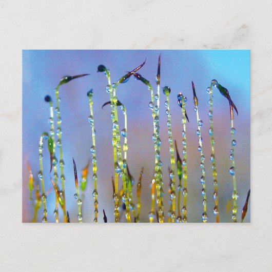 Elegant, Soothing, Dew Drop Botanical Briefkaart (Voorkant)